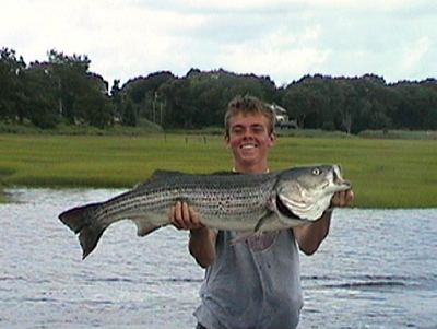 Big Striped Bass in MA